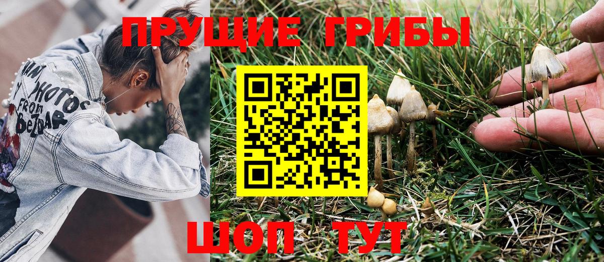 Псилоцибиновые грибы Psilocybe Кировск